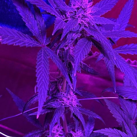 Mimosa growlog timeline photo