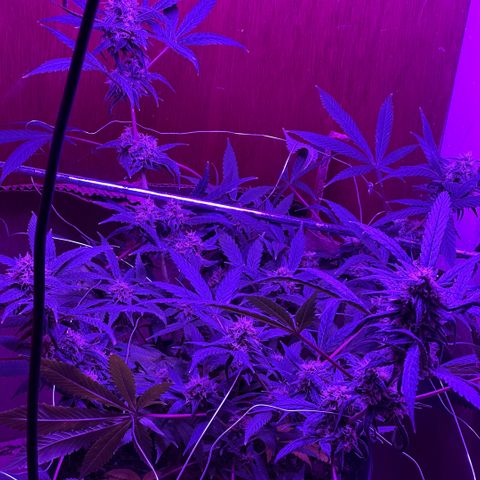 Mimosa growlog timeline photo