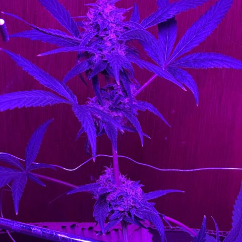 Mimosa growlog timeline photo