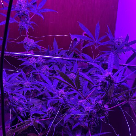 Mimosa growlog timeline photo