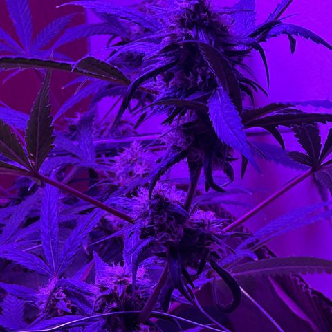 Mimosa growlog timeline photo