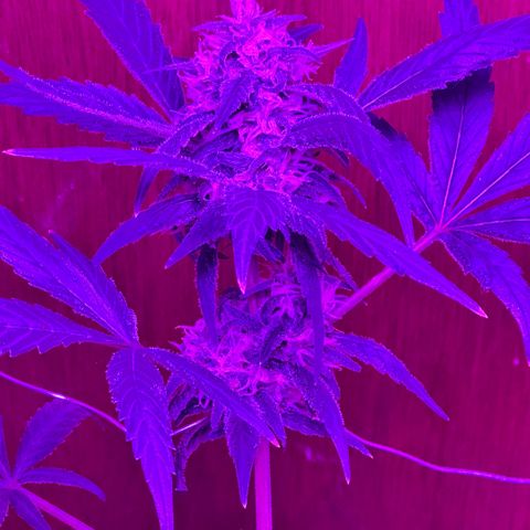 Mimosa growlog timeline photo