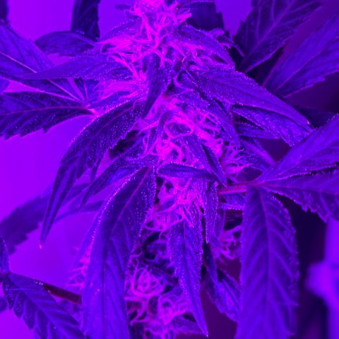 Mimosa growlog timeline photo