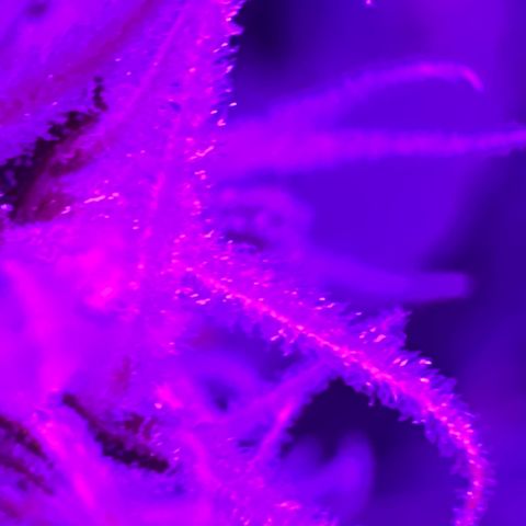 Mimosa growlog timeline photo