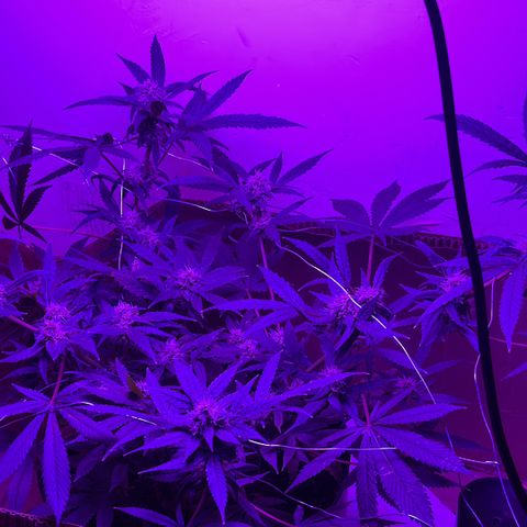 Mimosa growlog timeline photo