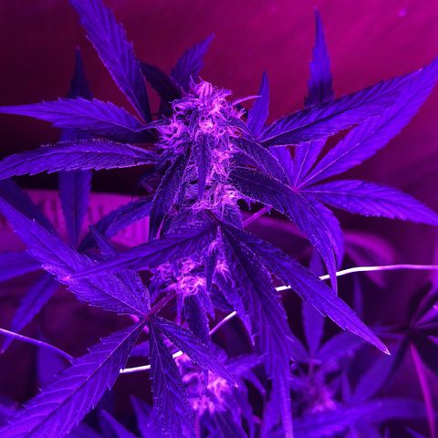 Mimosa growlog timeline photo