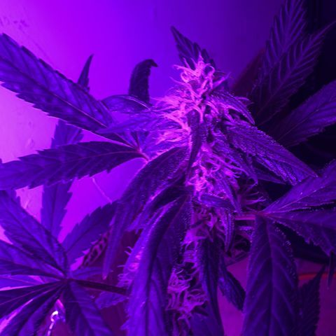 Mimosa growlog timeline photo