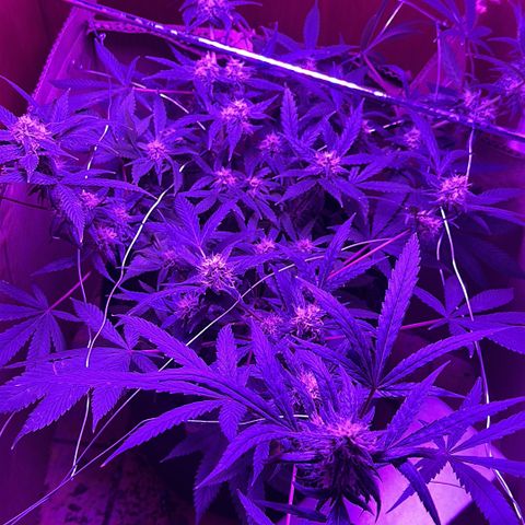 Mimosa growlog timeline photo