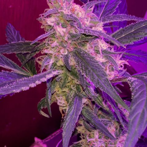 Mimosa growlog timeline photo