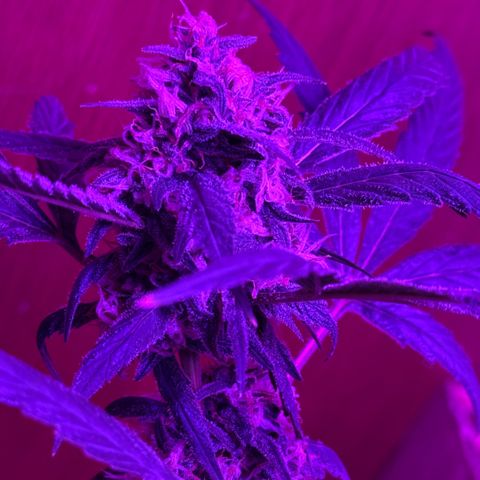 Mimosa growlog timeline photo