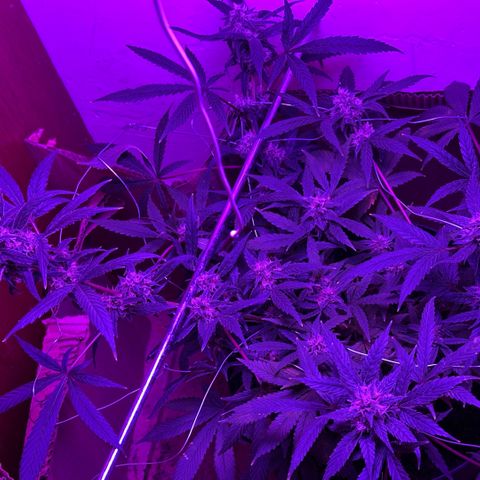 Mimosa growlog timeline photo