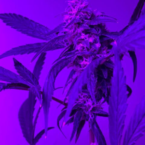Mimosa growlog timeline photo