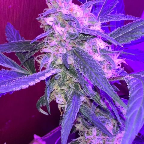 Mimosa growlog timeline photo