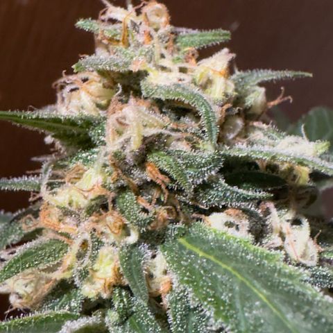 Mimosa growlog timeline photo