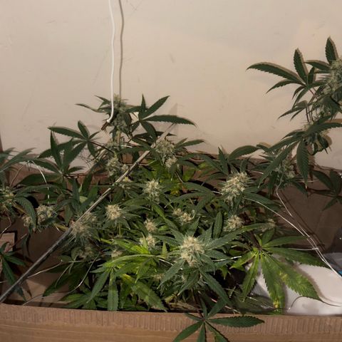 Mimosa growlog timeline photo