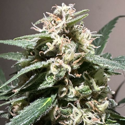 Mimosa growlog timeline photo