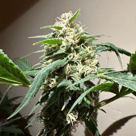 Mimosa growlog timeline photo