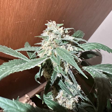 Mimosa growlog timeline photo