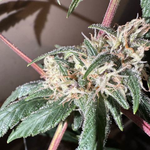 Mimosa growlog timeline photo