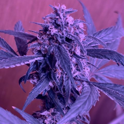 Mimosa growlog timeline photo
