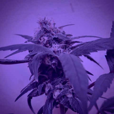 Mimosa growlog timeline photo