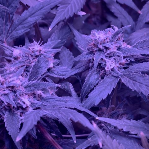 Mimosa growlog timeline photo