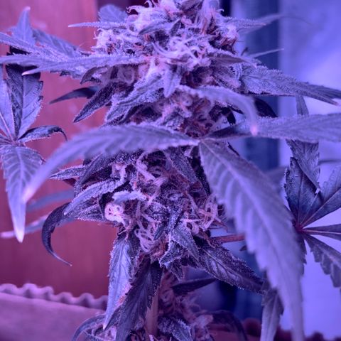 Mimosa growlog timeline photo