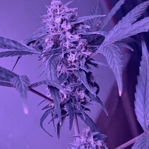 Mimosa growlog timeline photo