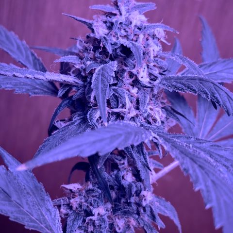 Mimosa growlog timeline photo