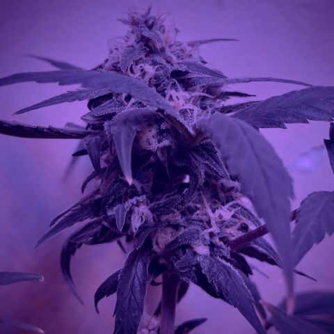 Mimosa growlog timeline photo