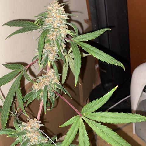 Mimosa growlog timeline photo
