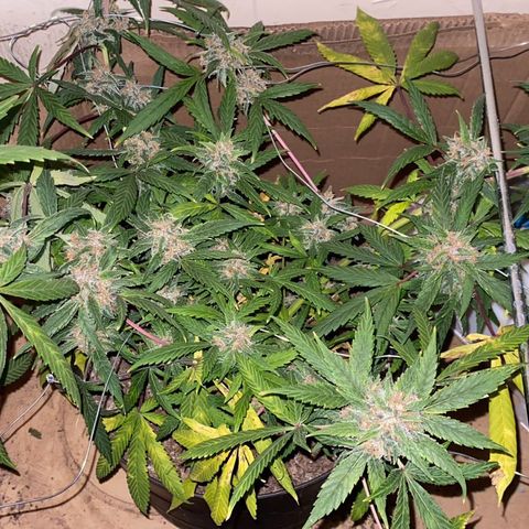 Mimosa growlog timeline photo
