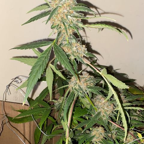 Mimosa growlog timeline photo