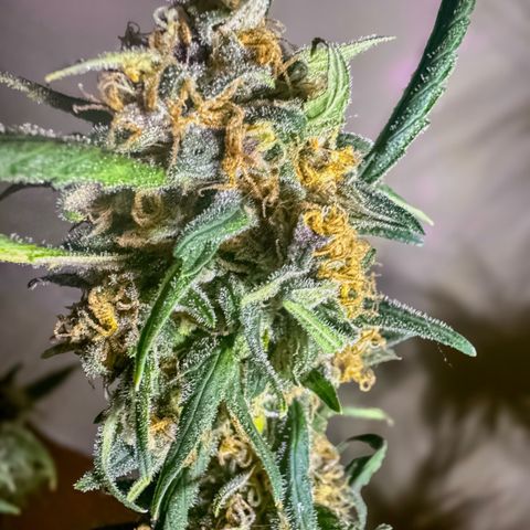 Mimosa growlog timeline photo