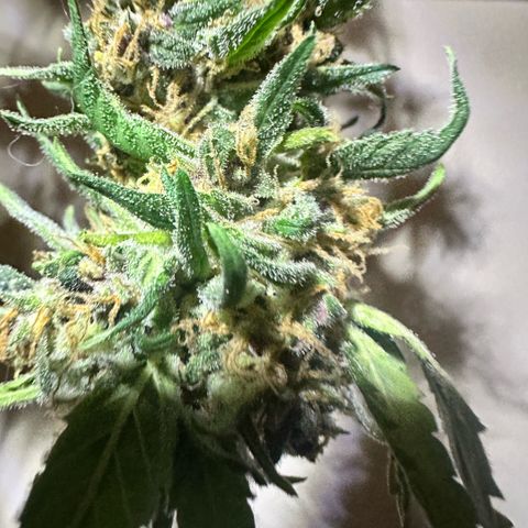 Mimosa growlog timeline photo