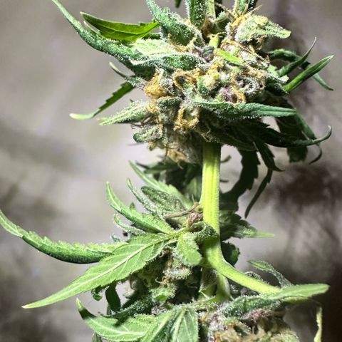 Mimosa growlog timeline photo