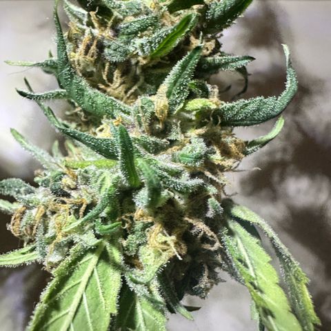Mimosa growlog timeline photo