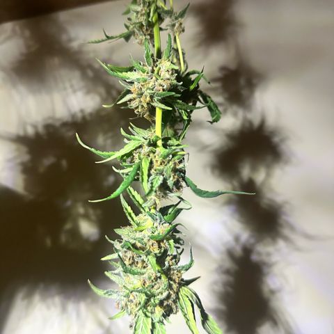Mimosa growlog timeline photo