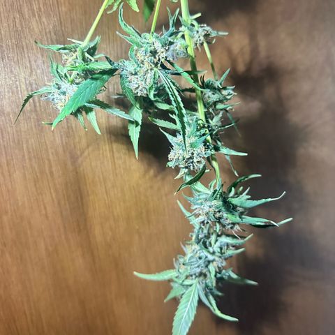 Mimosa growlog timeline photo