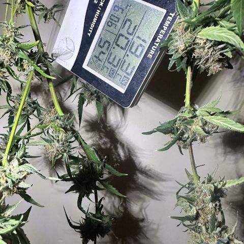 Mimosa growlog timeline photo