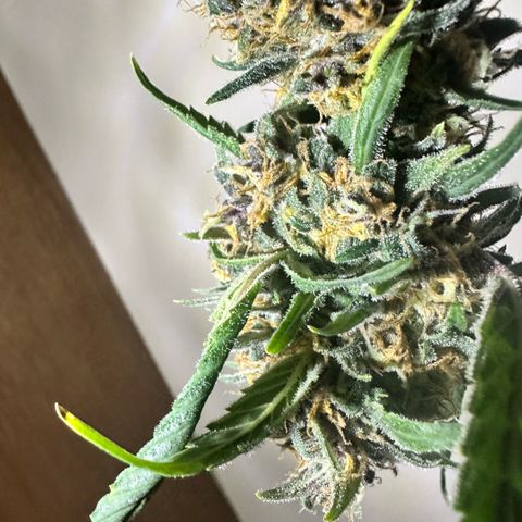Mimosa growlog timeline photo