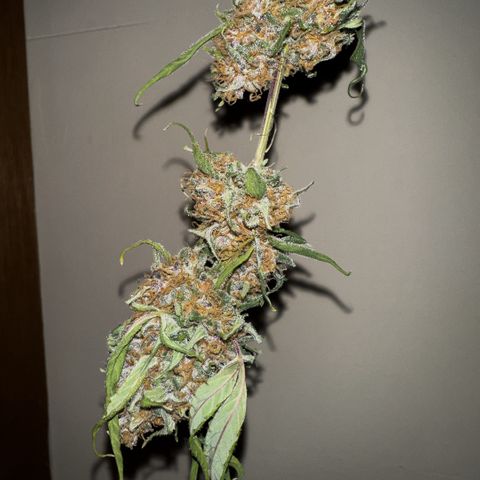Mimosa growlog photo: No se realizó un manicurado completo aún 