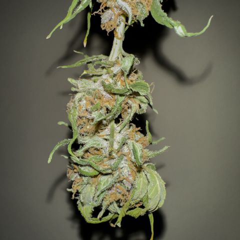 Mimosa growlog photo: No se realizó un manicurado completo aún 