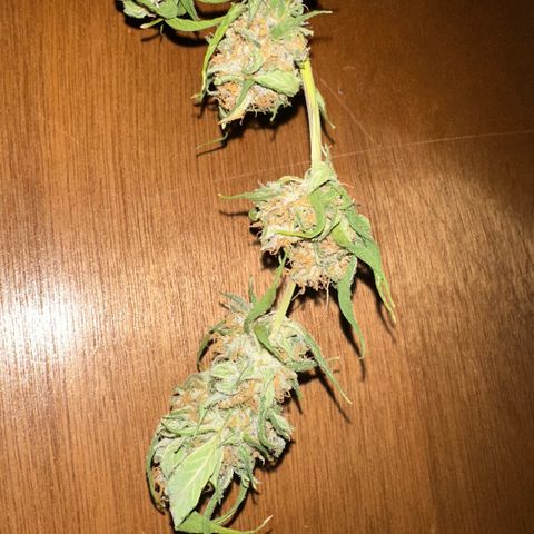 Mimosa growlog photo: No se realizó un manicurado completo aún 