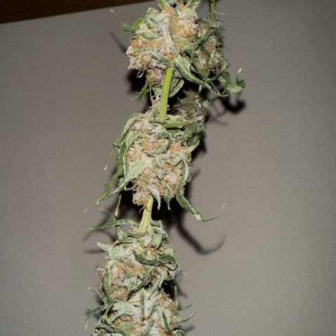 Mimosa growlog photo: No se realizó un manicurado completo aún 