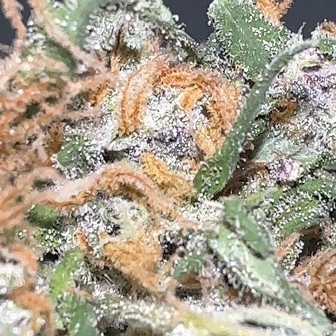 Mimosa growlog timeline photo