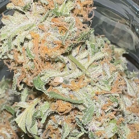 Mimosa growlog timeline photo