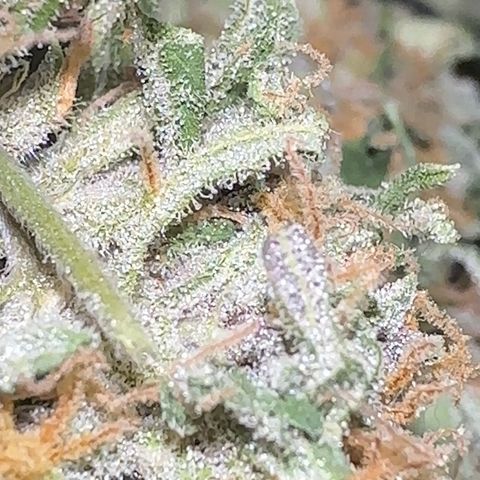 Mimosa growlog timeline photo