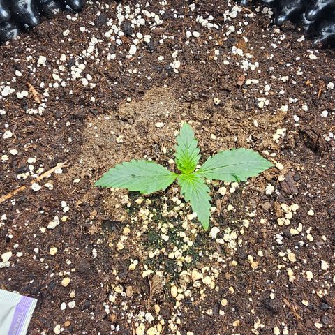 Apfelstrudel (René) growlog timeline photo