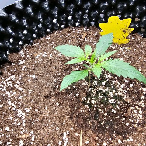 Apfelstrudel (René) growlog timeline photo